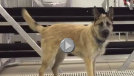 Video of dog playing on dock. Opens in new tab.
